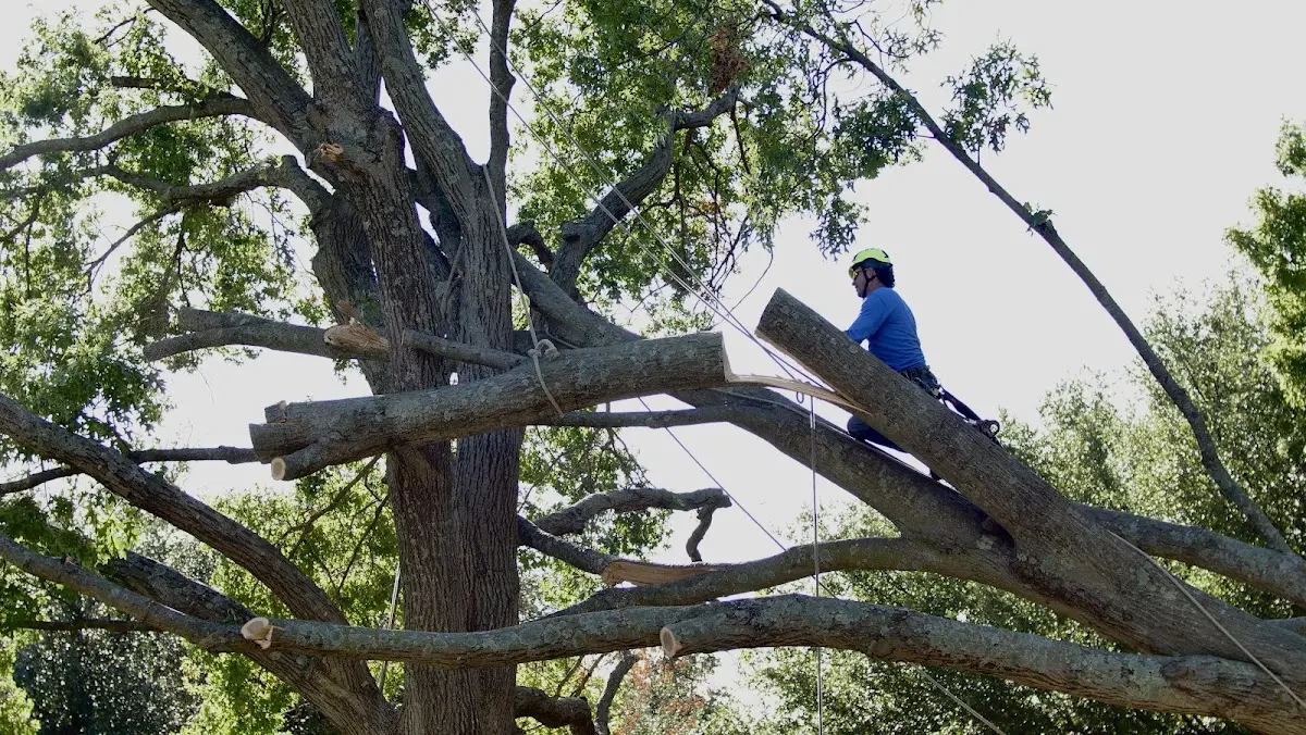 Professional Crown Thinning performed by certified arborists in Gaston